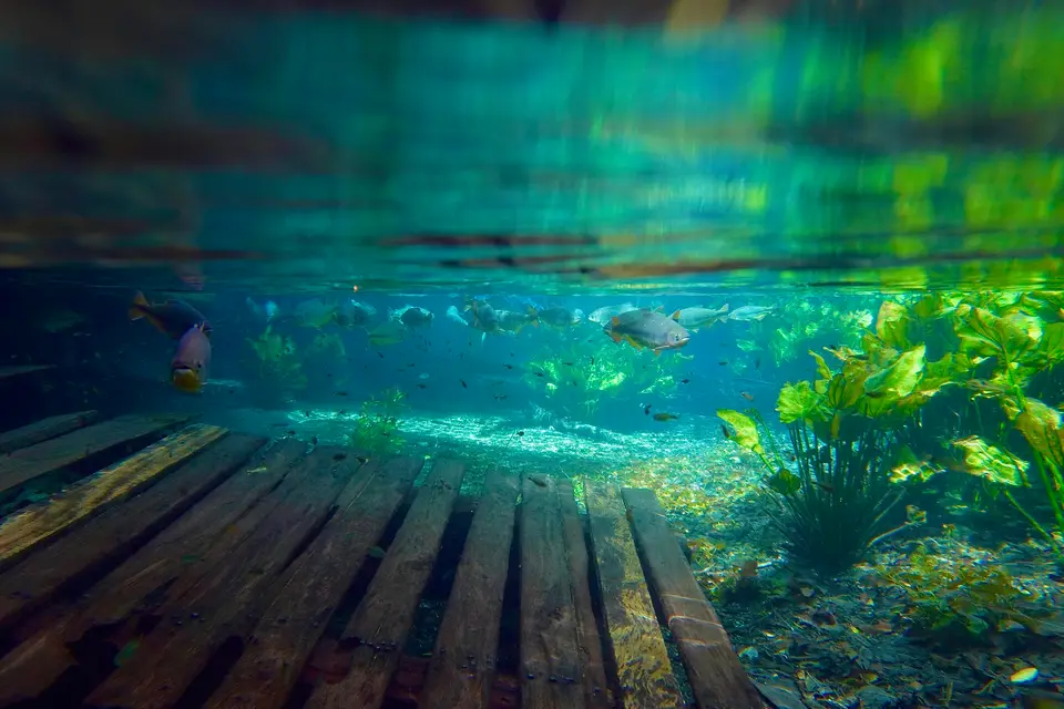 a wooden plank under water with fish and plants — Bonito