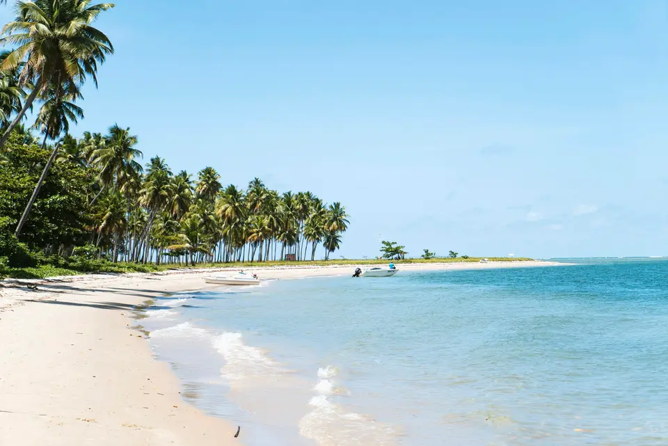 beach surrounded by trees — Jericoacoara