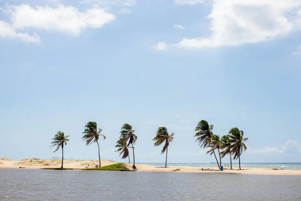 palm trees on beach during daytime — Jericoacoara