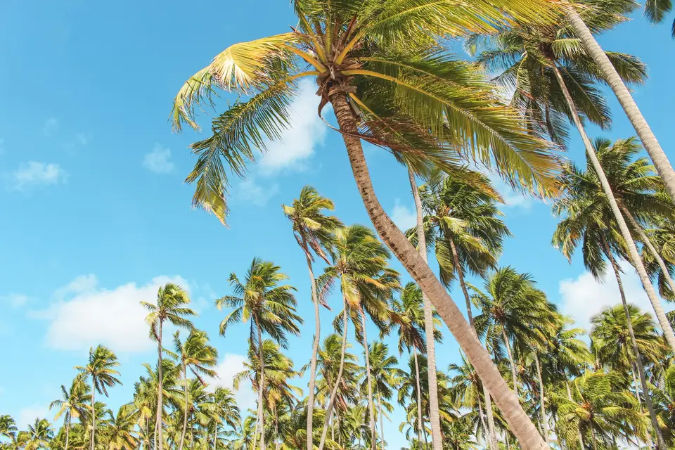 palm trees — Porto de Galinhas
