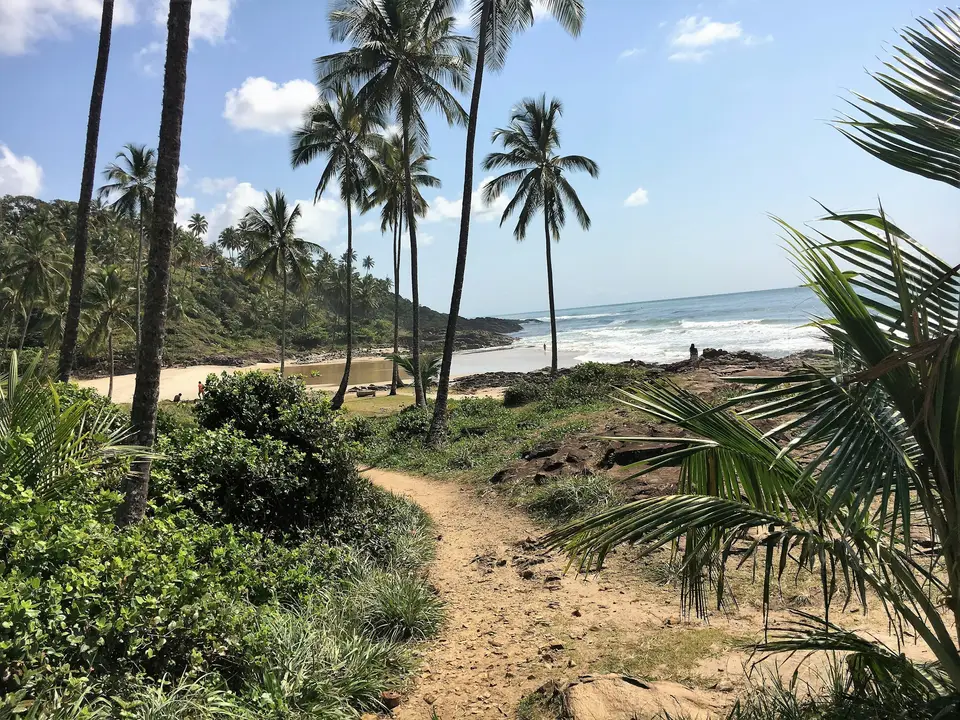 green palm trees — Trancoso